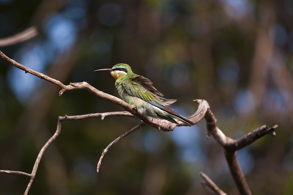 Little bee-eater (Merops pusillus), Chobe National Park, Botswana, Africa