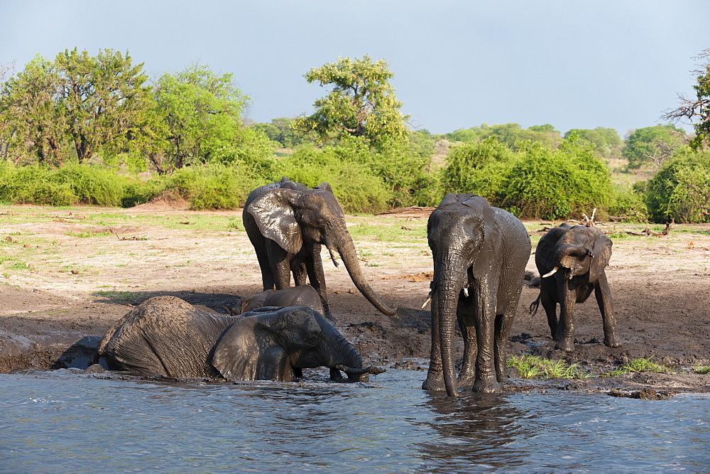 African elephants (Loxodonta africana), Chobe National Park, Botswana, Africa