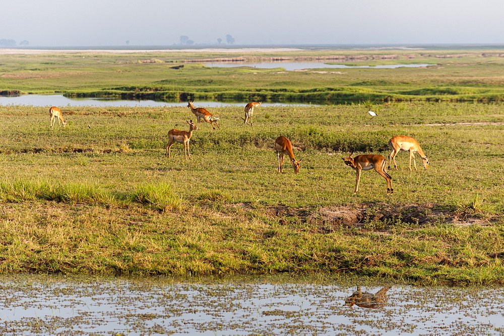 Impala (Aepyceros melampus), Chobe National Park, Botswana, Africa