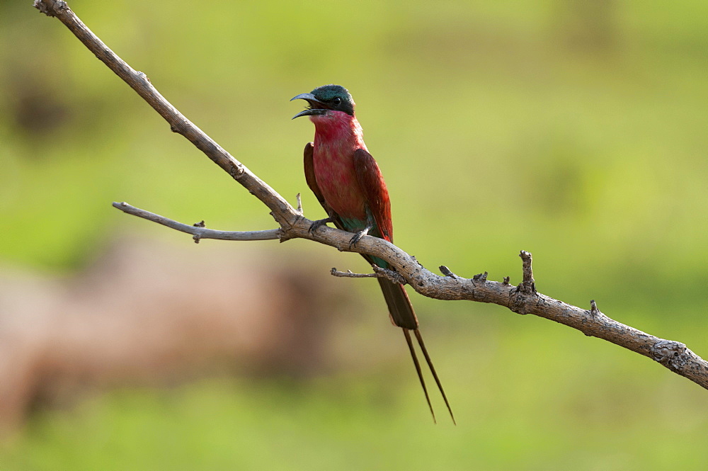 Southern carmine bee-eater (Merops nubicoides), Chobe National Park, Botswana, Africa