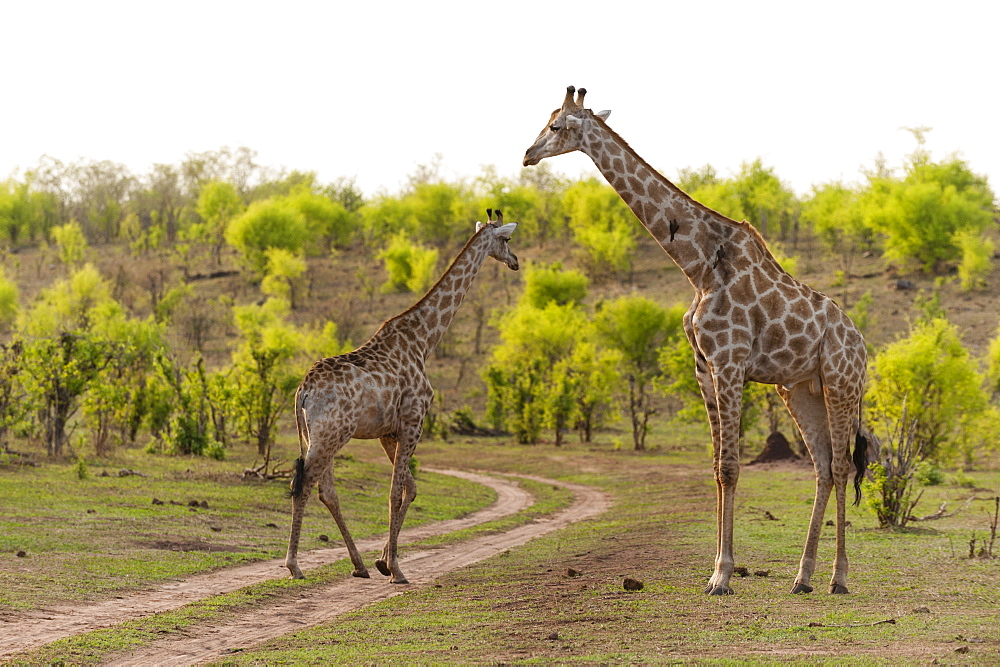 Southern giraffe (Giraffa camelopardalis), Chobe National Park, Botswana, Africa