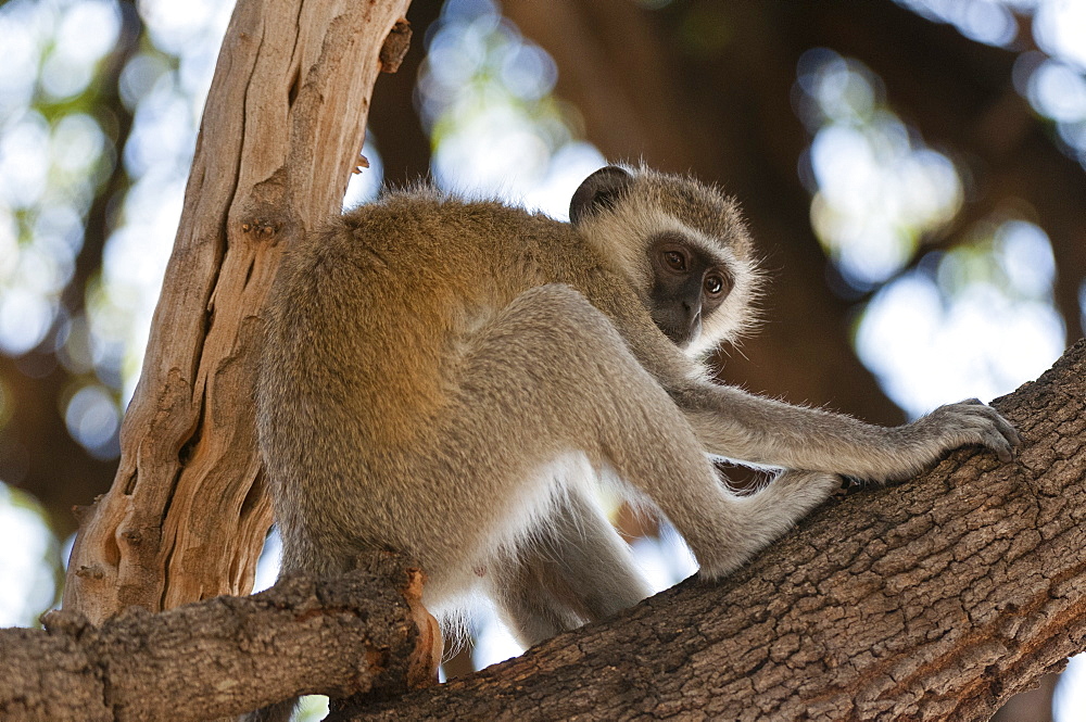 Vervet monkey (Cercopithecus aethiops), Chobe National Park, Botswana, Africa