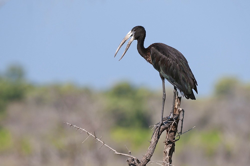 African openbill (Anastomus lamelligerus), Khwai Concession Area, Okavango Delta, Botswana, Africa