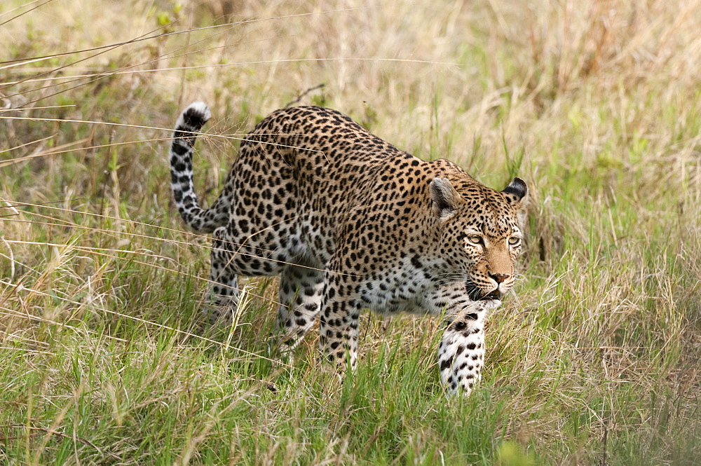 Leopard (Panthera pardus), Khwai Concession Area, Okavango Delta, Botswana, Africa