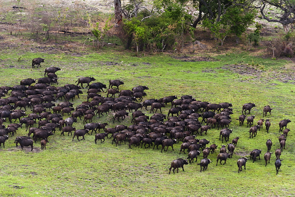 African buffalos (Syncerus caffer), aerial view, Okavango delta, Botswana, Africa