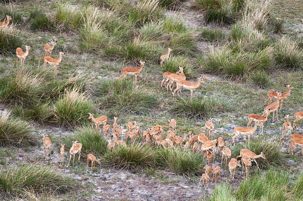 Aerial view of impala herd (Aepyceros melampus), Botswana, Africa