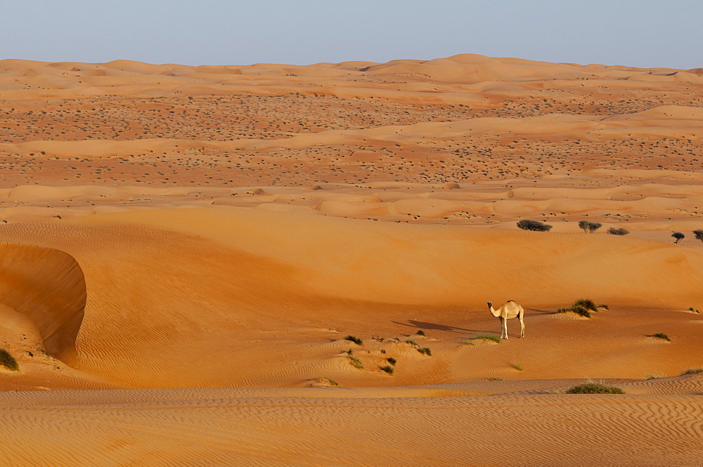 Wahiba Sands desert, Oman, Middle East