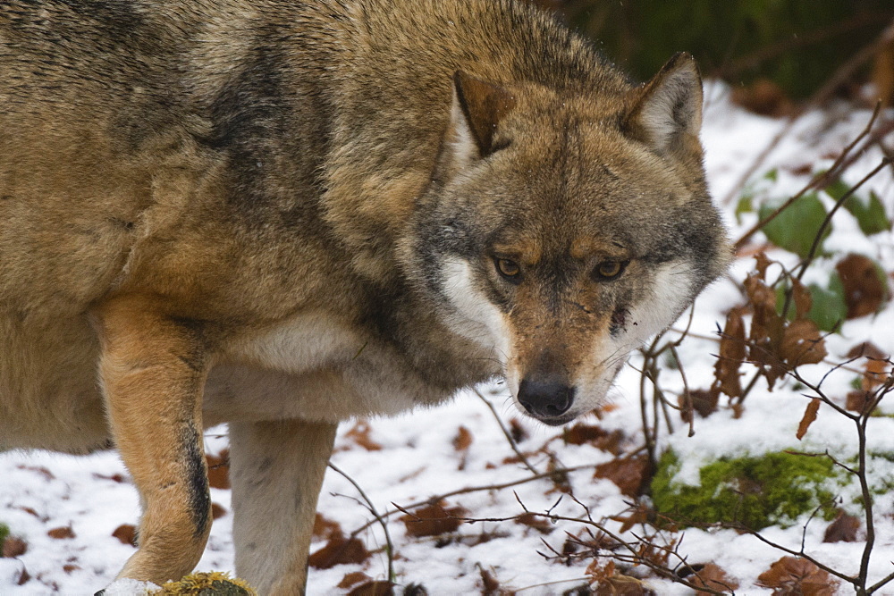 Gray wolf (Canis lupus), Bavarian Forest National Park, Bavaria, Germany, Europe