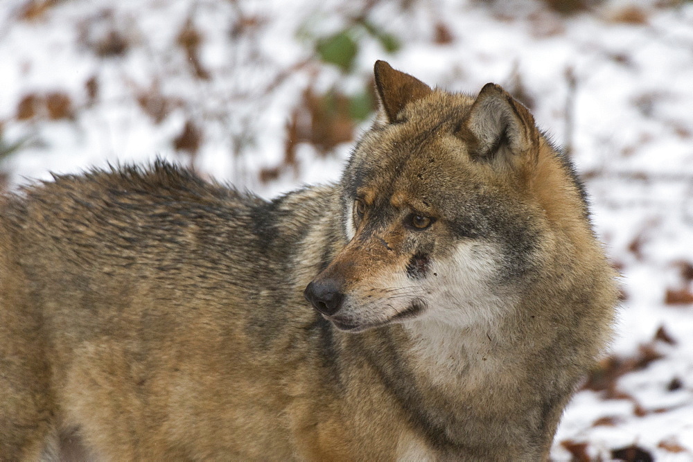 Gray wolf (Canis lupus), Bavarian Forest National Park, Bavaria, Germany, Europe