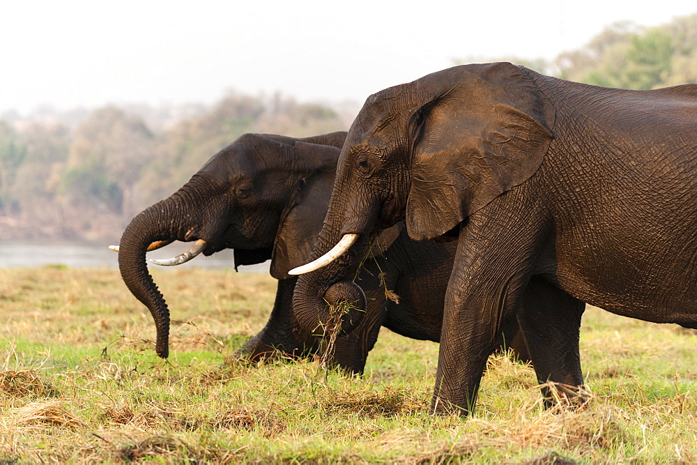 African elephants (Loxodonta africana), Chobe National Park, Botswana, Africa