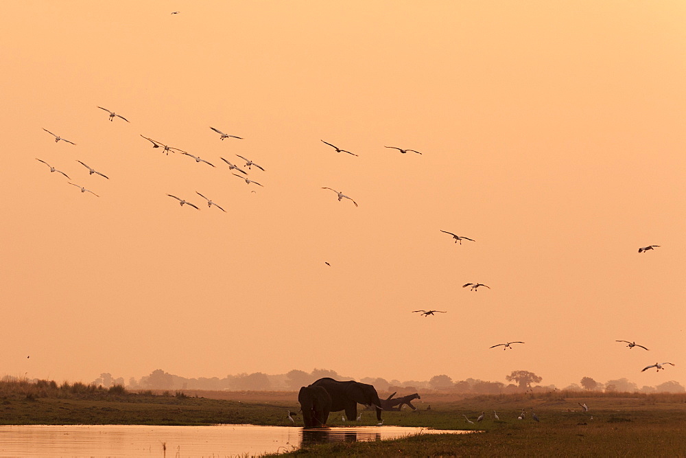 African elephant (Loxodonta africana), Chobe National Park, Botswana, Africa