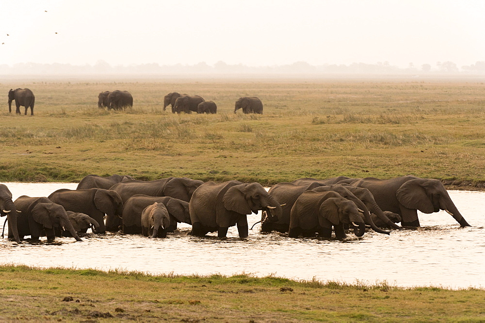 African elephants (Loxodonta africana), Chobe National Park, Botswana, Africa