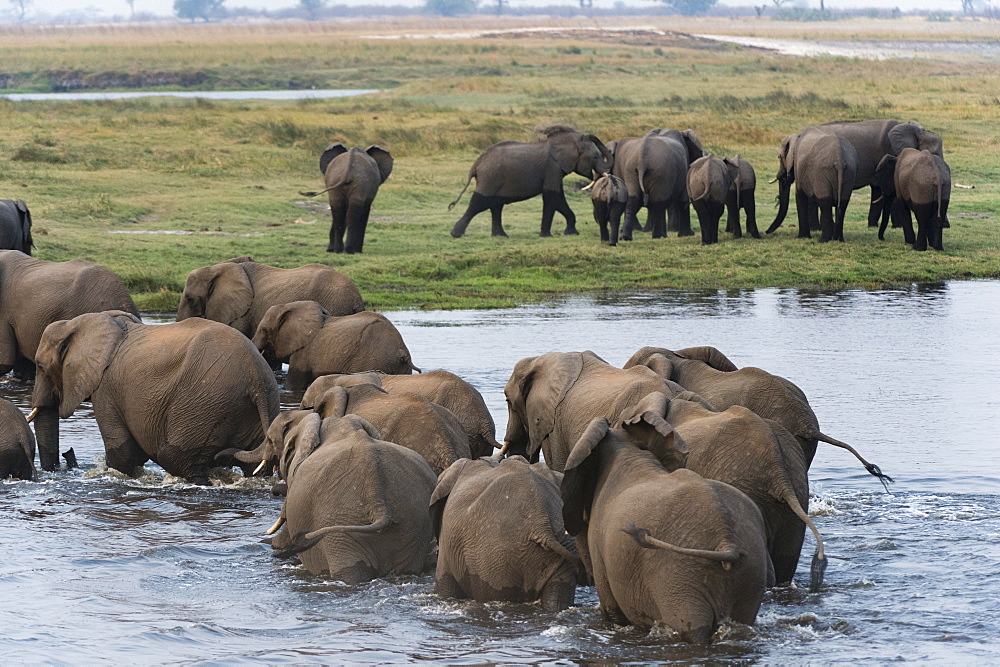 African elephants (Loxodonta africana), Chobe National Park, Botswana, Africa