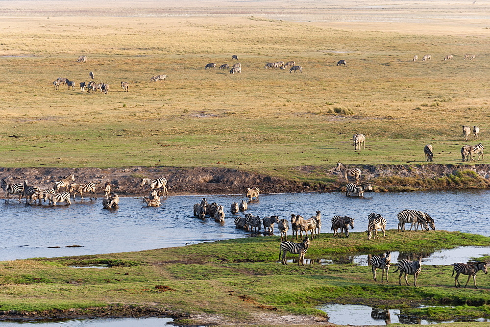 Burchell's zebras (Equus burchelli), Chobe National Park, Botswana, Africa