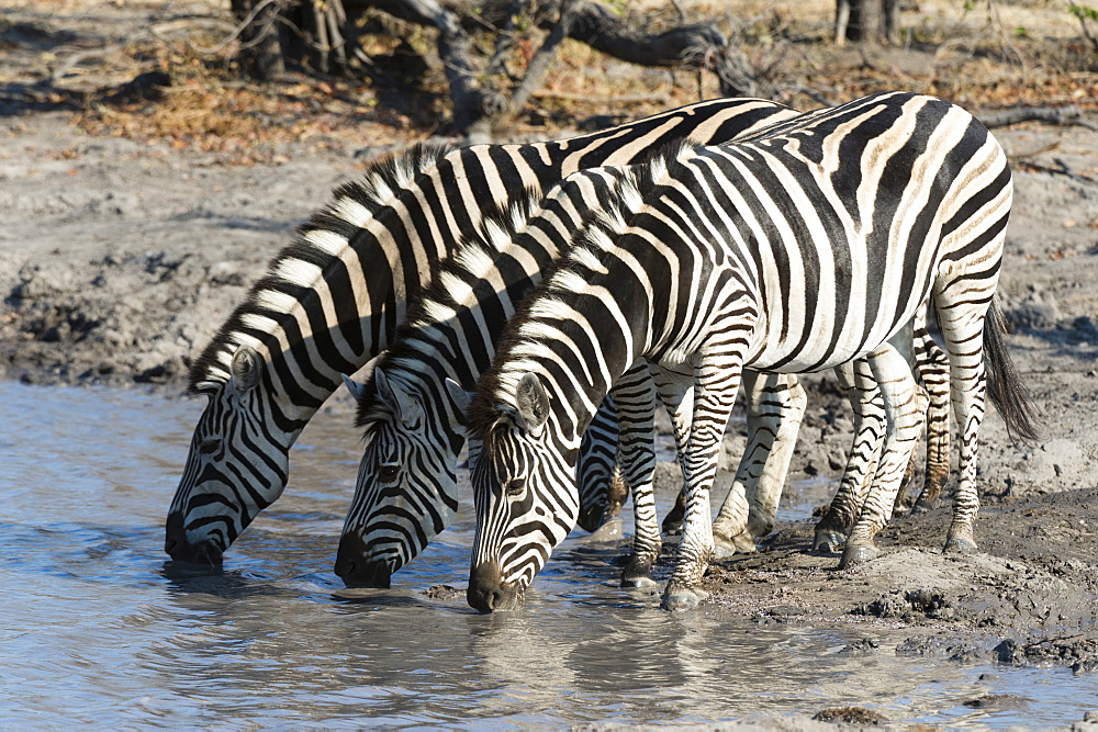 Burchell's zebras (Equus burchelli), Khwai Concession, Okavango Delta, Botswana, Africa