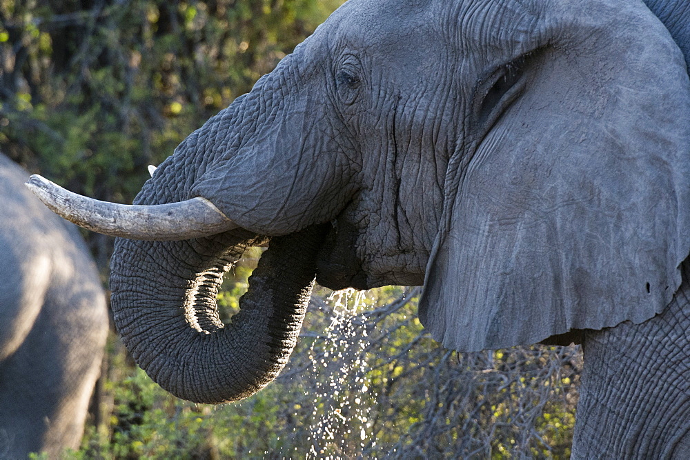 African elephant (Loxodonta africana), Khwai Concession, Okavango Delta, Botswana, Africa