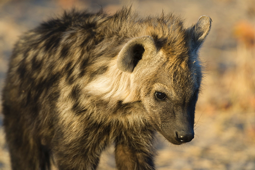 Spotted Hyaena (Crocuta crocuta), Khwai Concession, Okavango Delta, Botswana, Africa