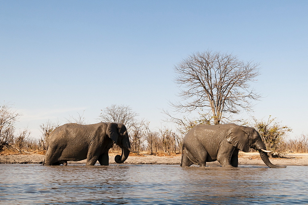 African elephants (Loxodonta africana), Khwai Concession, Okavango Delta, Botswana, Africa