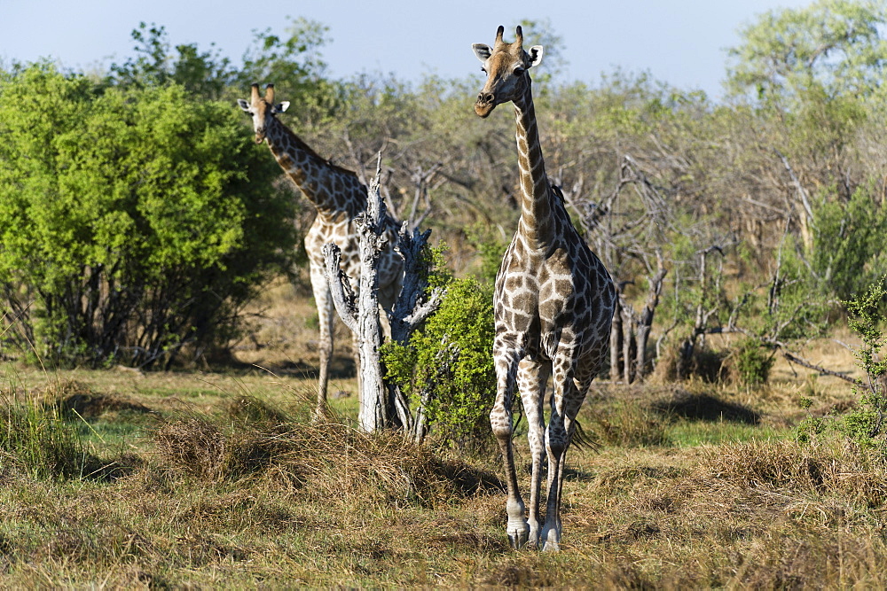 Southern giraffes (Giraffa camelopardalis), Khwai Concession, Okavango Delta, Botswana, Africa