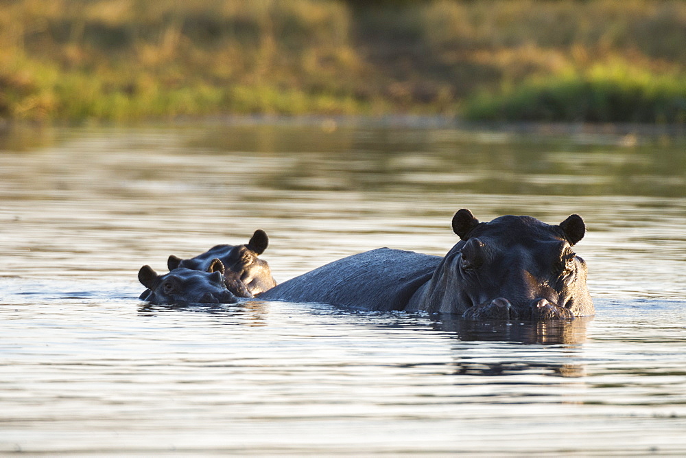 Hippopotamus (Hippopotamus amphibius), Khwai Concession, Okavango Delta, Botswana, Africa