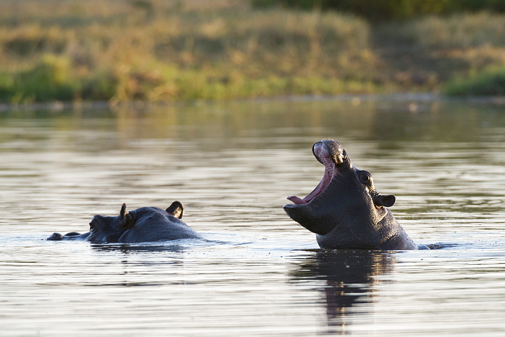 Hippopotamus (Hippopotamus amphibius), Khwai Concession, Okavango Delta, Botswana, Africa