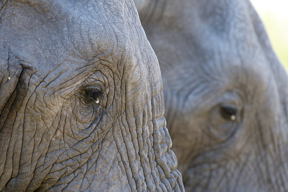 Close-up of two African elephants (Loxodonta africana), Khwai Concession, Okavango Delta, Botswana, Africa