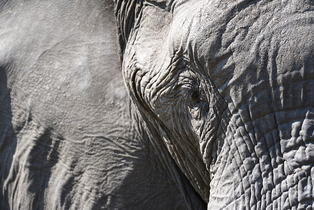 Close-up of an African elephant (Loxodonta africana), Khwai Concession, Okavango Delta, Botswana, Africa