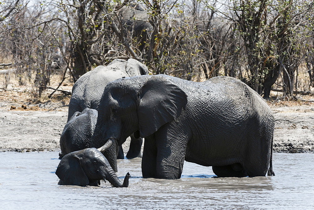 African elephants (Loxodonta africana), Khwai Concession, Okavango Delta, Botswana, Africa