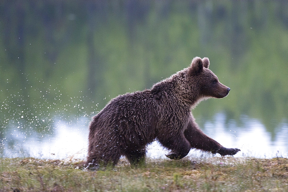 European brown bear (Ursus arctos), Kuhmo, Finland, Scandinavia, Europe