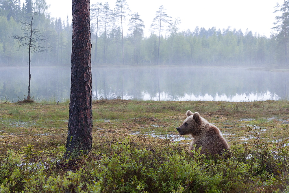 European brown bear (Ursus arctos), Kuhmo, Finland, Scandinavia, Europe