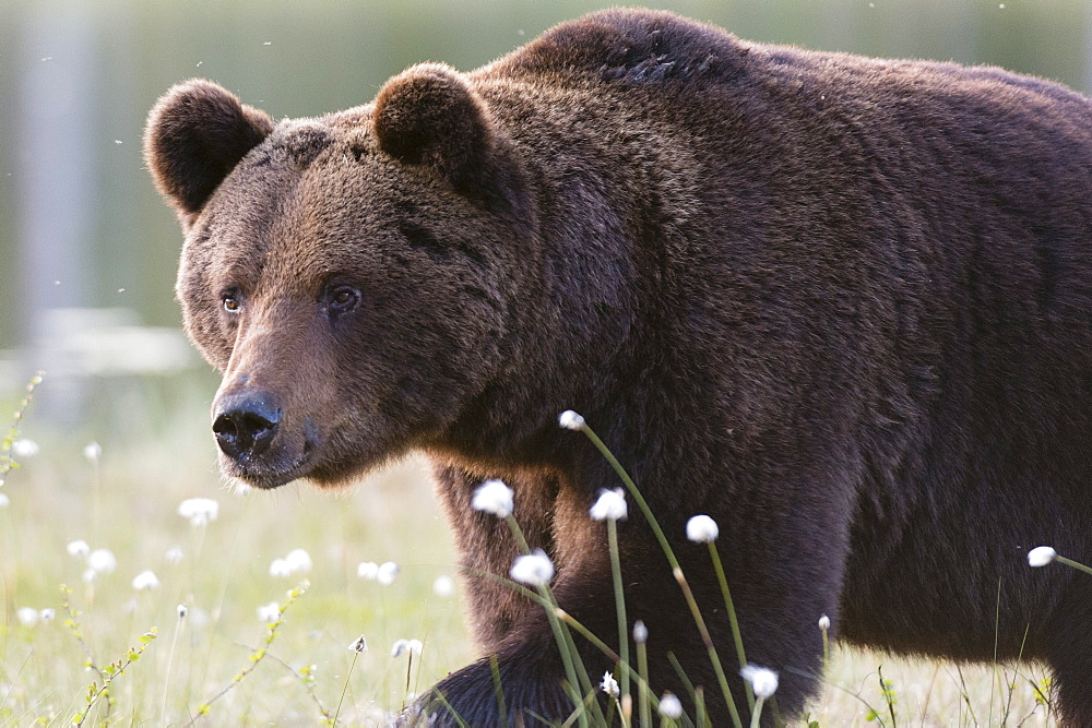 European brown bear (Ursus arctos), Kuhmo, Finland, Scandinavia, Europe