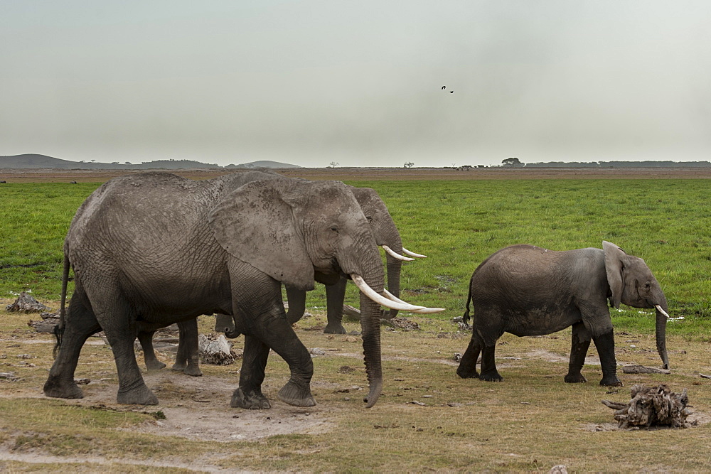 African elephants (Loxodonta africana), Amboseli National Park, Kenya, East Africa, Africa