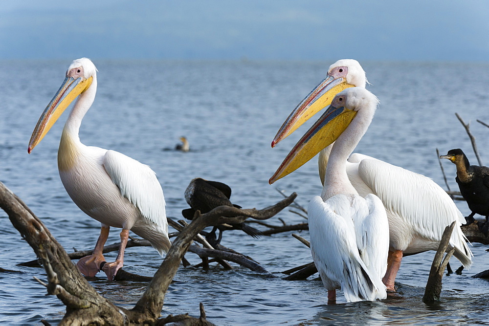 Great white pelican (Pelecanus onocrotalus), Lake Naivasha, Kenya, East Africa, Africa