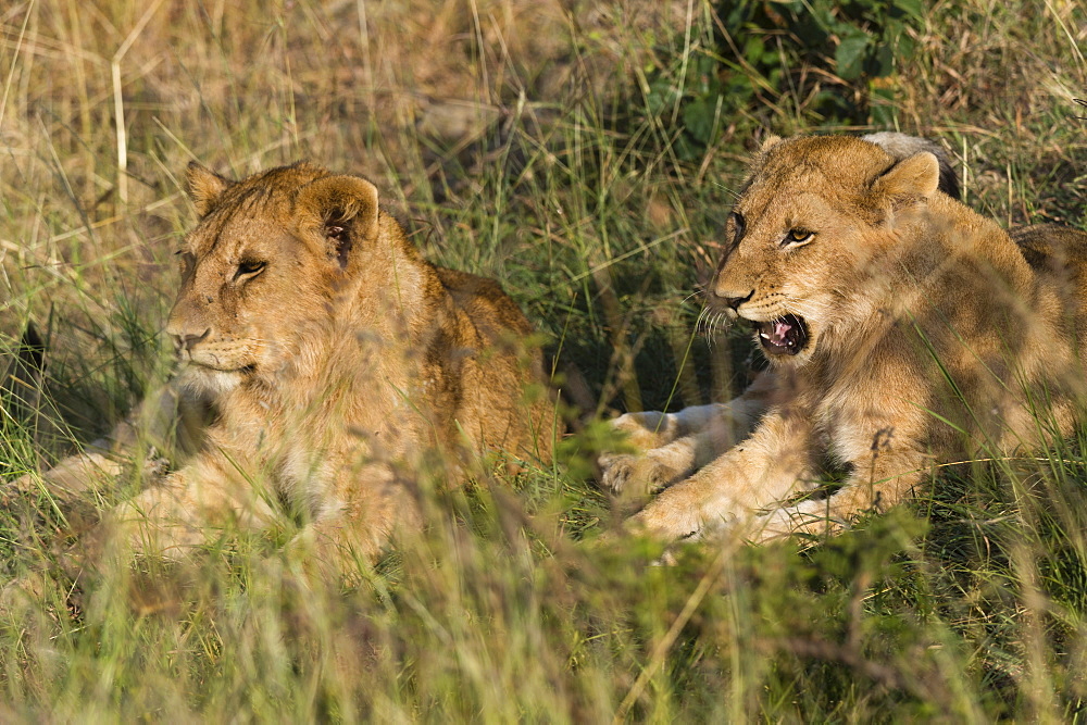 Lion (Panthera leo), Masai Mara, Kenya, East Africa, Africa