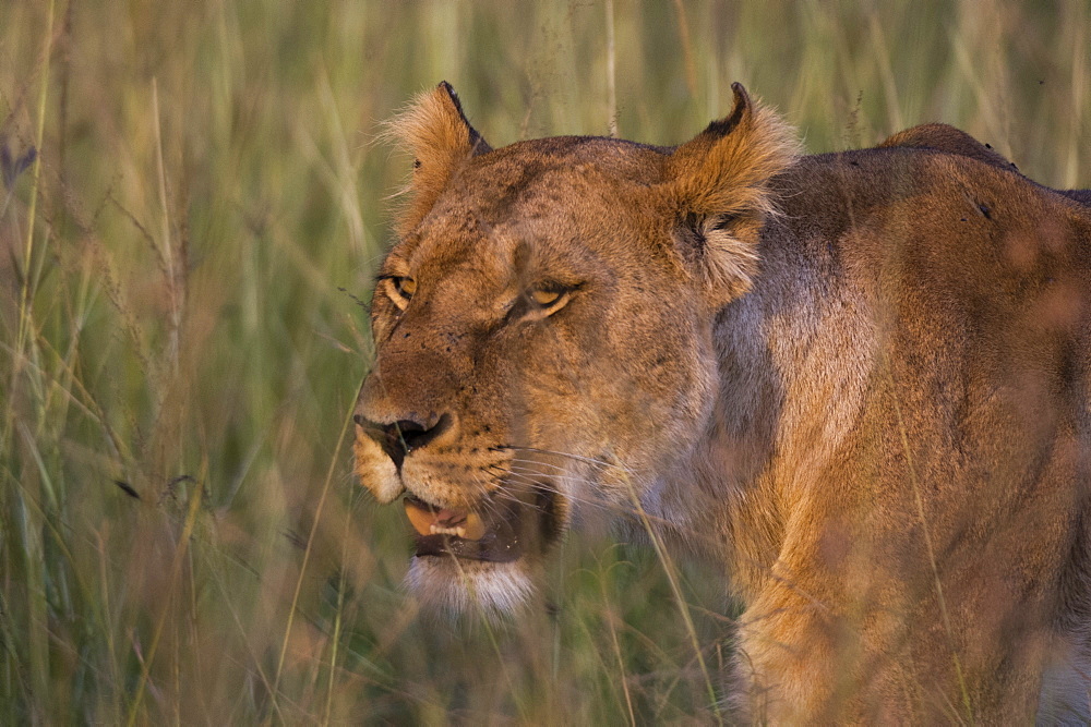 Lion (Panthera leo), Masai Mara, Kenya, East Africa, Africa