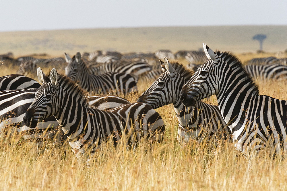 Plains zebras (Equus quagga), Masai Mara, Kenya, East Africa, Africa