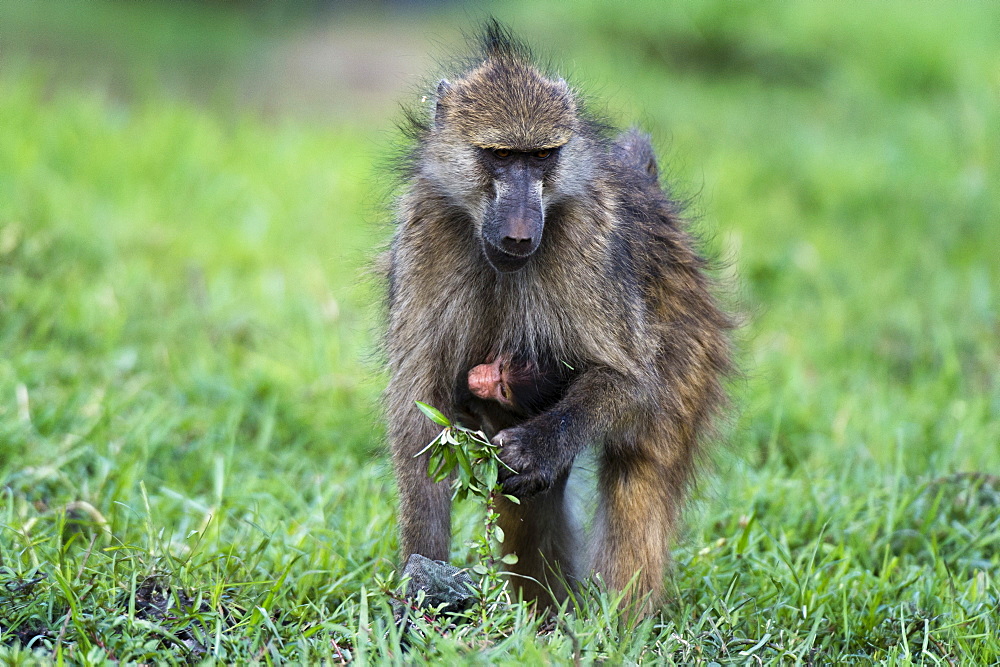 Chacma baboon (Papio hamadryas ursinus), Chobe National Park, Botswana, Africa