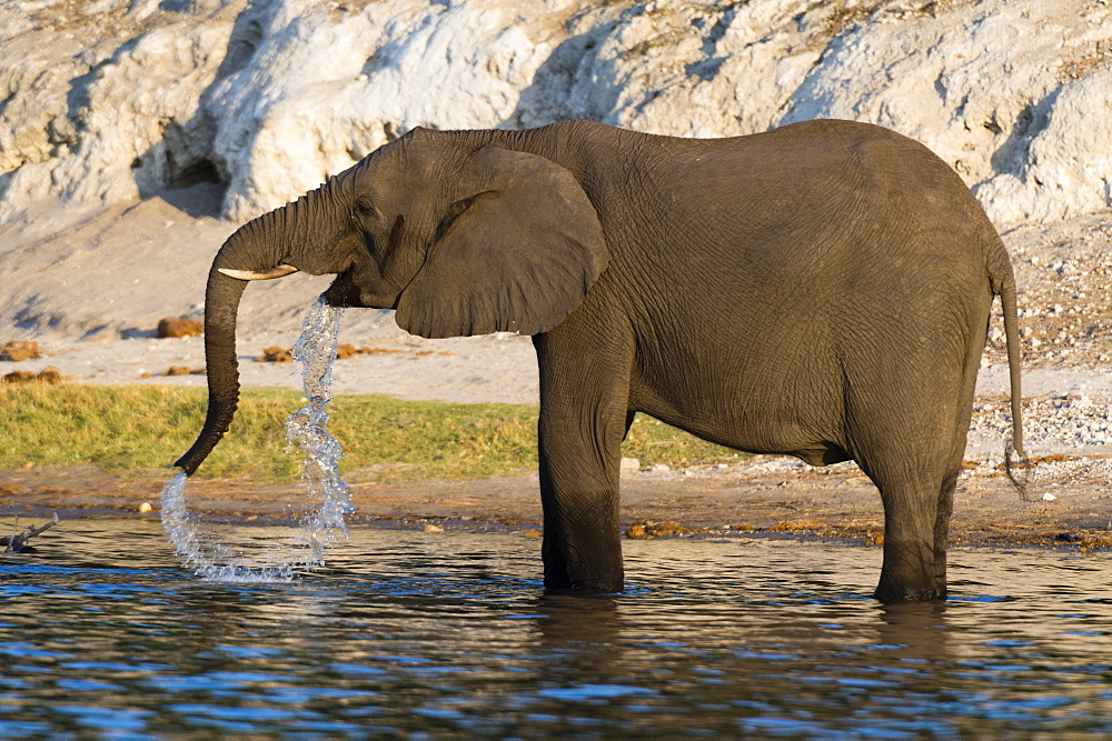 An African elephant (Loxodonta africana) drinking, Chobe river, Chobe National Park, Botswana, Africa