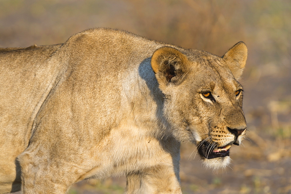 A lioness (Panthera leo) walking, Savuti marsh, Chobe National Park, Botswana, Africa