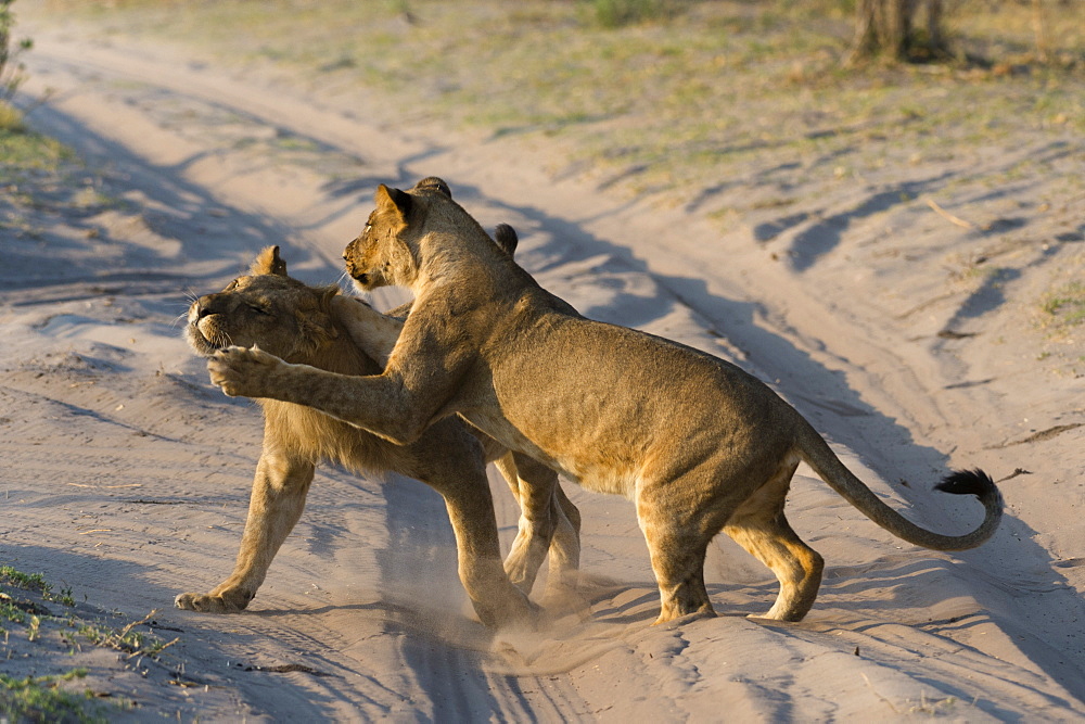 Two lionesses (Panthera leo) playing, Savuti marsh, Chobe National Park, Botswana, Africa