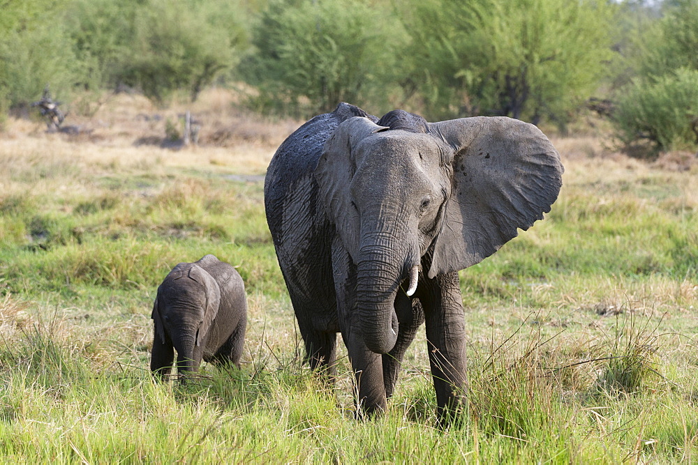 An African elephant (Loxodonta africana) with its calf, Khwai Concession, Okavango Delta, Botswana, Africa