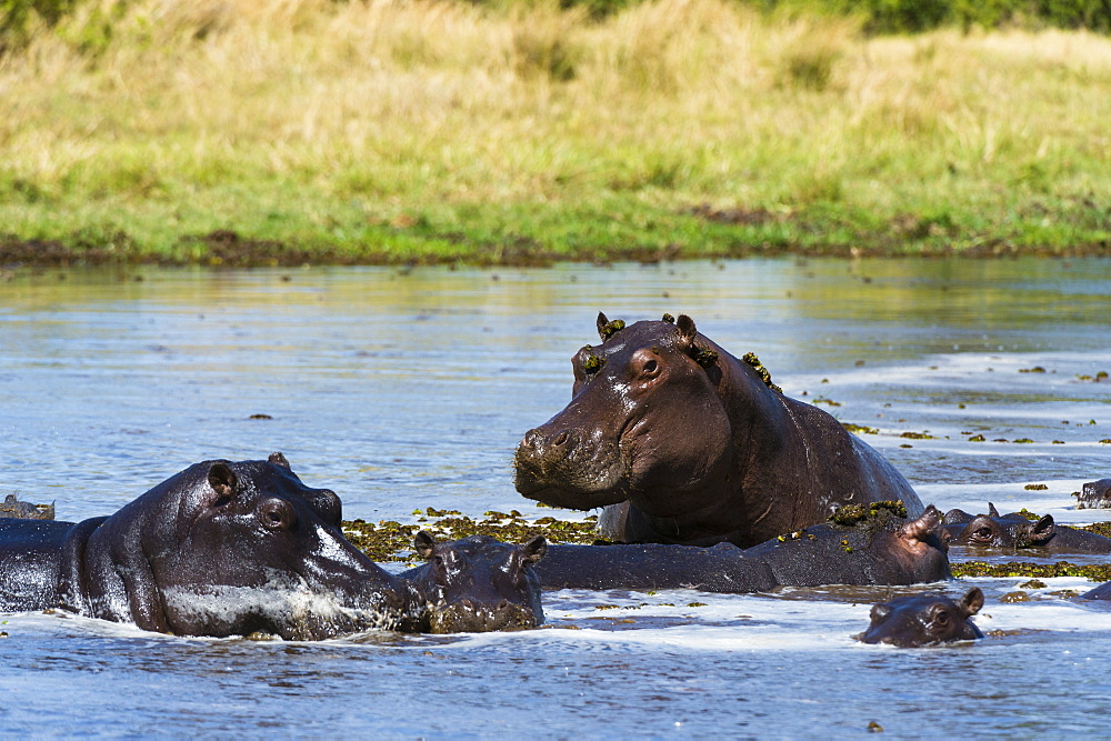 Hippopotamus (Hippopotamus amphibius), Khwai Concession, Okavango Delta, Botswana, Africa