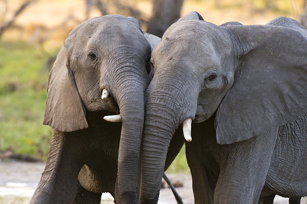 Two African elephants (Loxodonta africana) sparring, Khwai Concession, Okavango Delta, Botswana, Africa