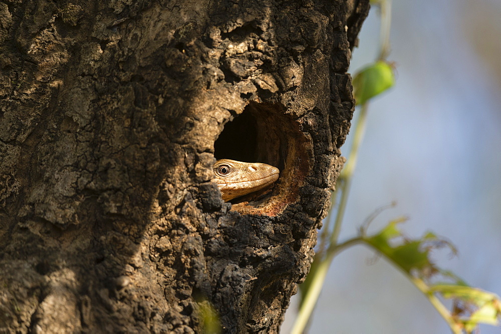 Common Indian monitor lizard (Varanus bengalensis), Bandhavgarh National Park, Madhya Pradesh, India, Asia