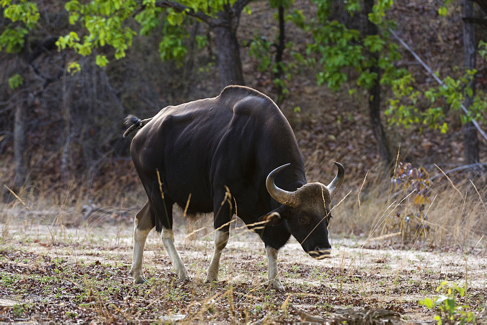 An Indian bison (bos gaurus bandhavgarh) walking, Bandhavgarh National Park, Madhya Pradesh, India, Asia