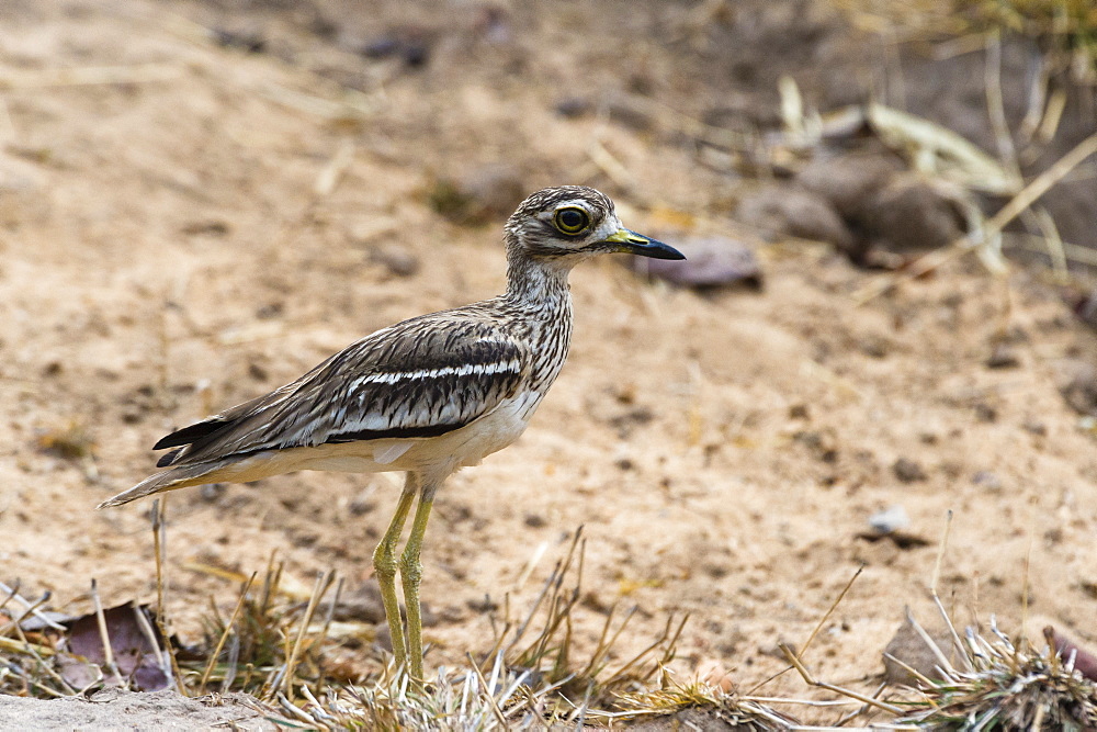 Indian thick-knee (Burhinus indicus), Bandhavgarh National Park, Madhya Pradesh, India, Asia