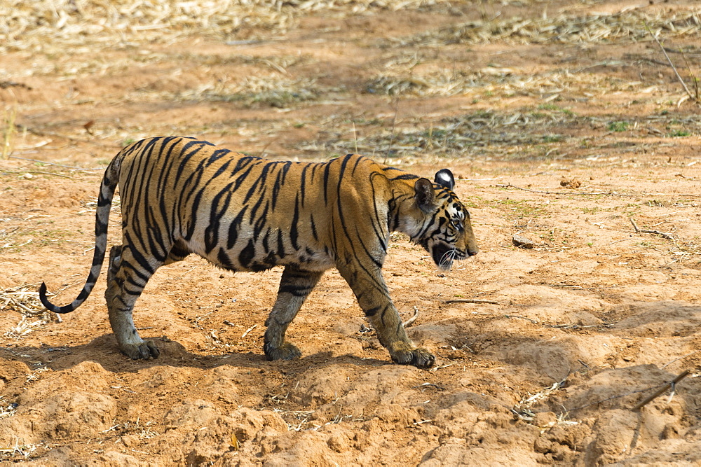 Bengal tiger (Panthera tigris tigris), Bandhavgarh National Park, Madhya Pradesh, India, Asia