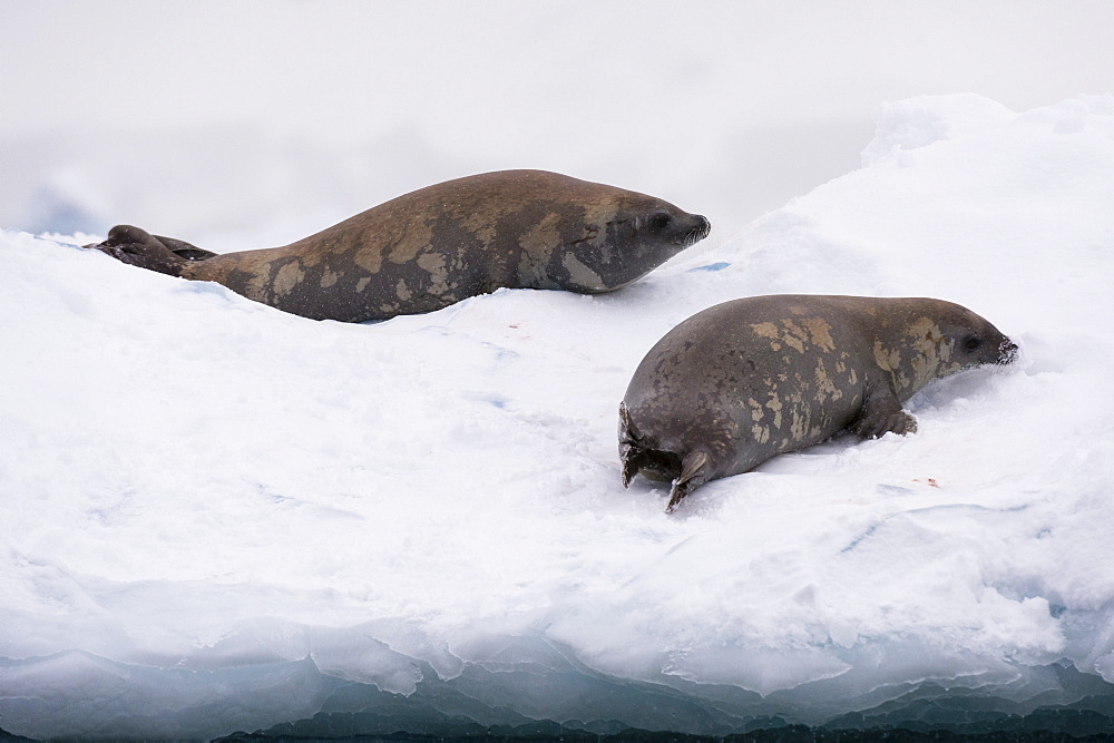 Crabeater seal (Lobodon carcinophaga) on the ice, Wilhelmina Bay, Antarctica, Polar Regions