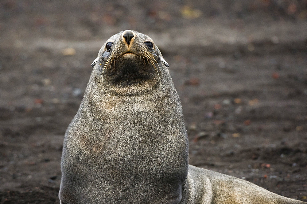 Portrait of an Antarctic fur seal (Arctocephalus gazella), Deception Island, Antarctica, Polar Regions