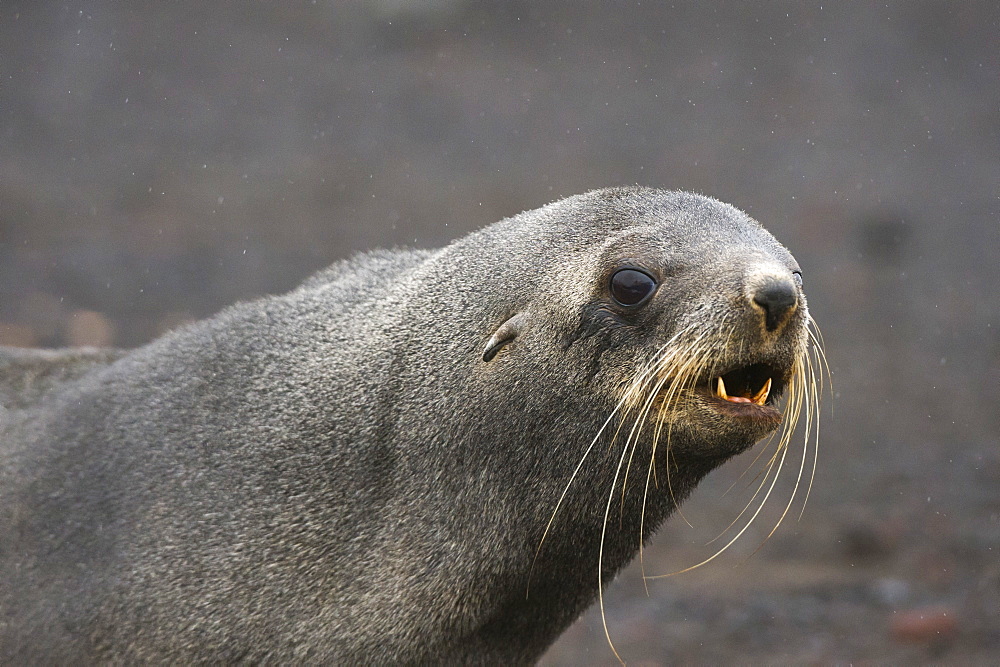 Portrait of an Antarctic fur seal (Arctocephalus gazella), Deception Island, Antarctica, Polar Regions